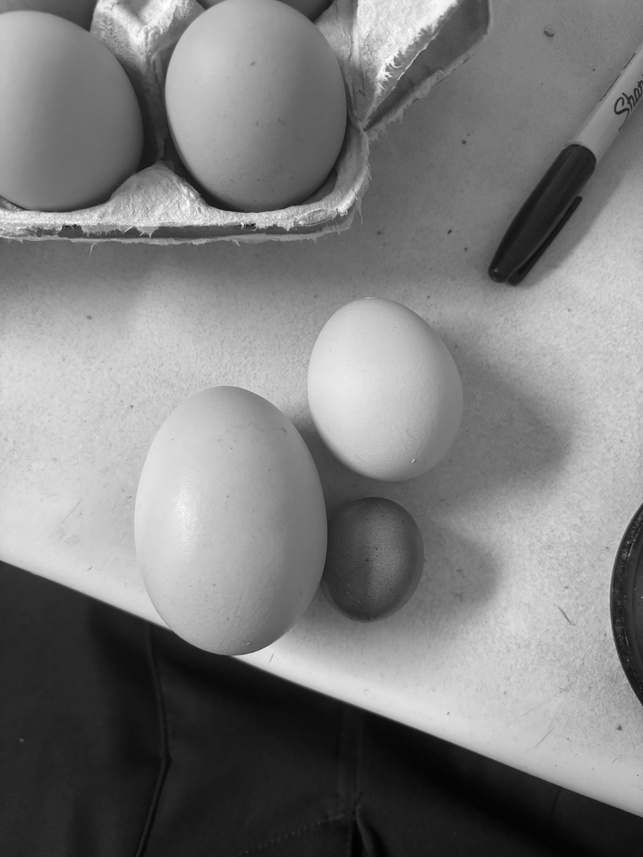 Fresh farm eggs of varying sizes beside a carton