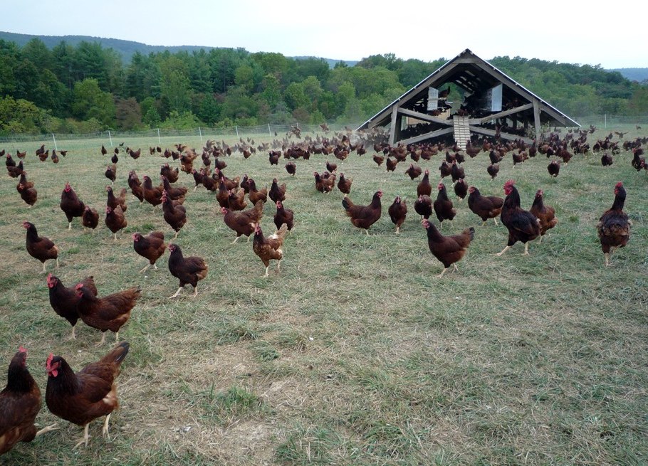 A flock of laying hens ranging across open pasture in front of the barn